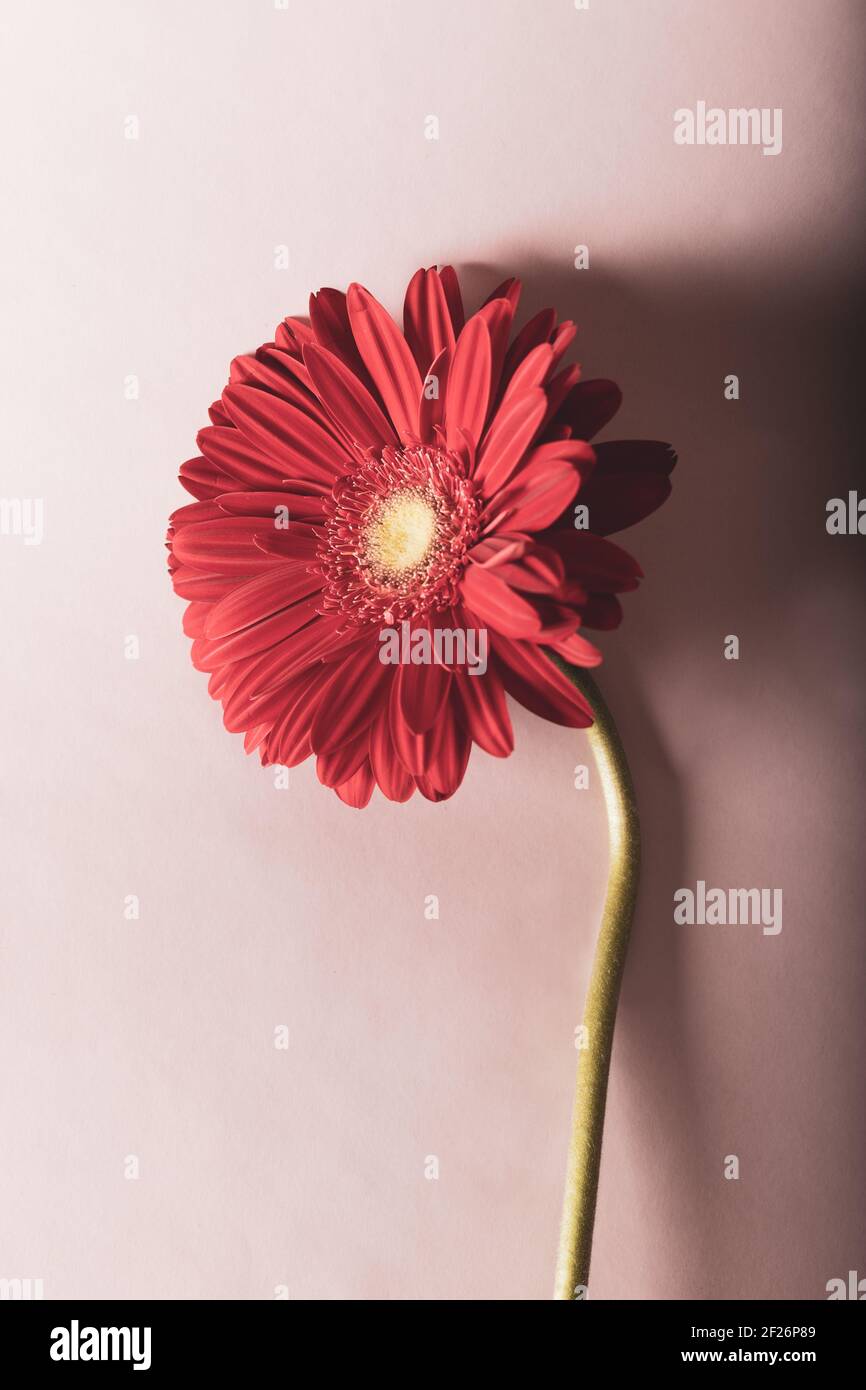 Frische Gerbera Blume in sanften Pastelltönen. Rote Gerbera. Draufsicht. Hintergrund und Textur. Stockfoto