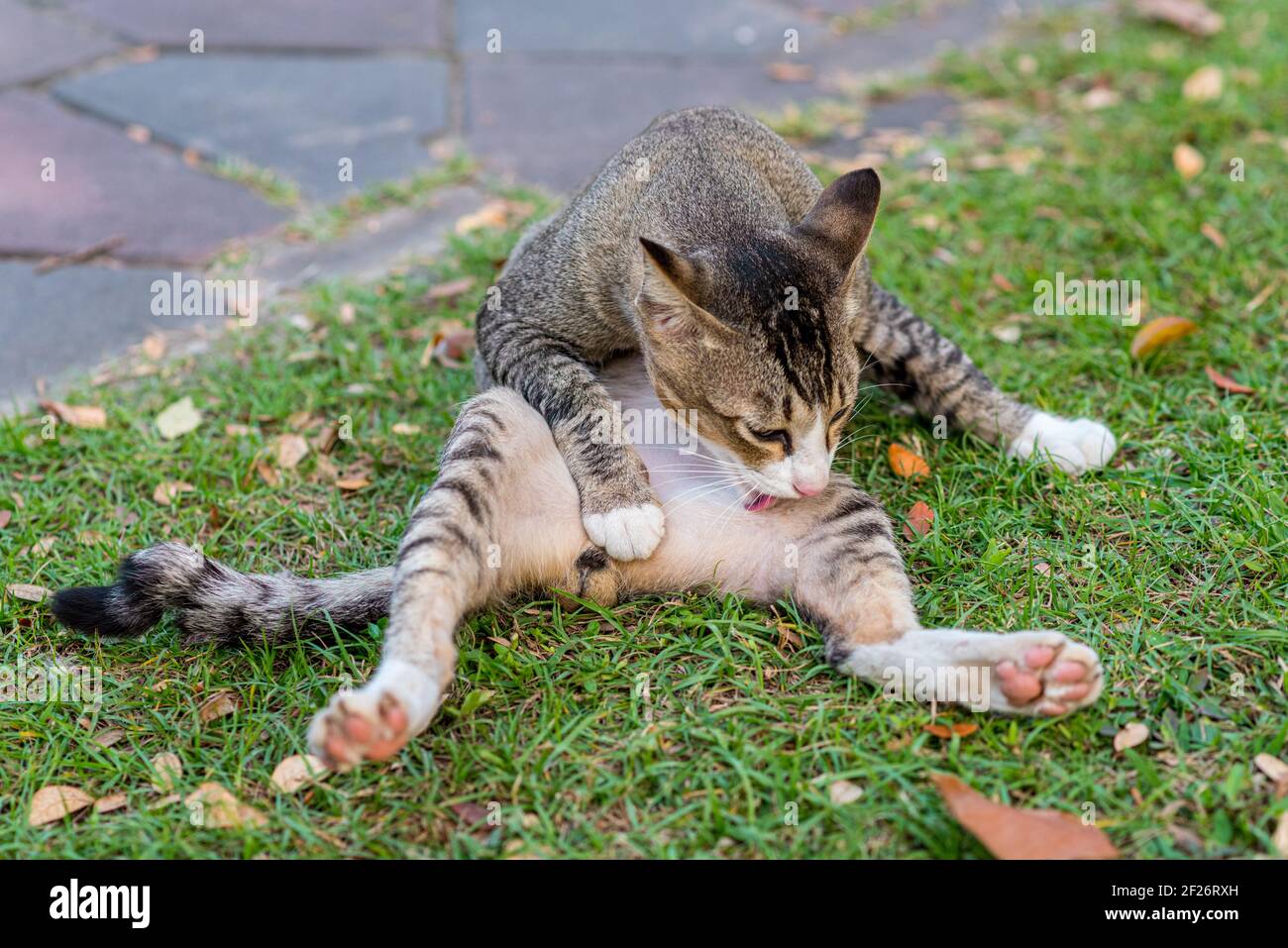 Die Katze wäscht ihren Bauch und Schritt mit der Zunge auf dem Gras. Mit einer Pfote auf dem Schritt liegen. Stockfoto