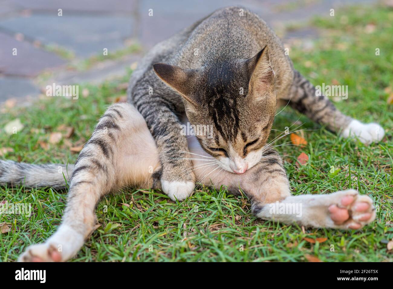 Die Katze reinigt ihr Fell mit dem Mund auf dem Gras. Mit ausgestreckten Beinen. Stockfoto