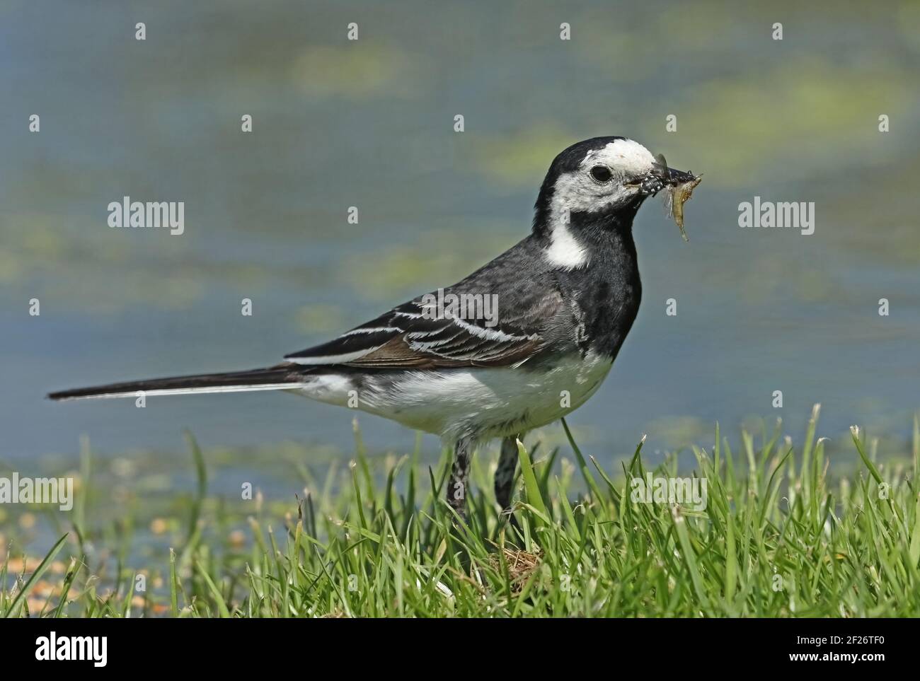 Pied Wagtail (Motacilla alba yarrellii) Erstjährige Weibchen, die am Teich mit Insekten in Bill Eccles-on-Sea, Norfolk, Großbritannien, stehen Juni Stockfoto