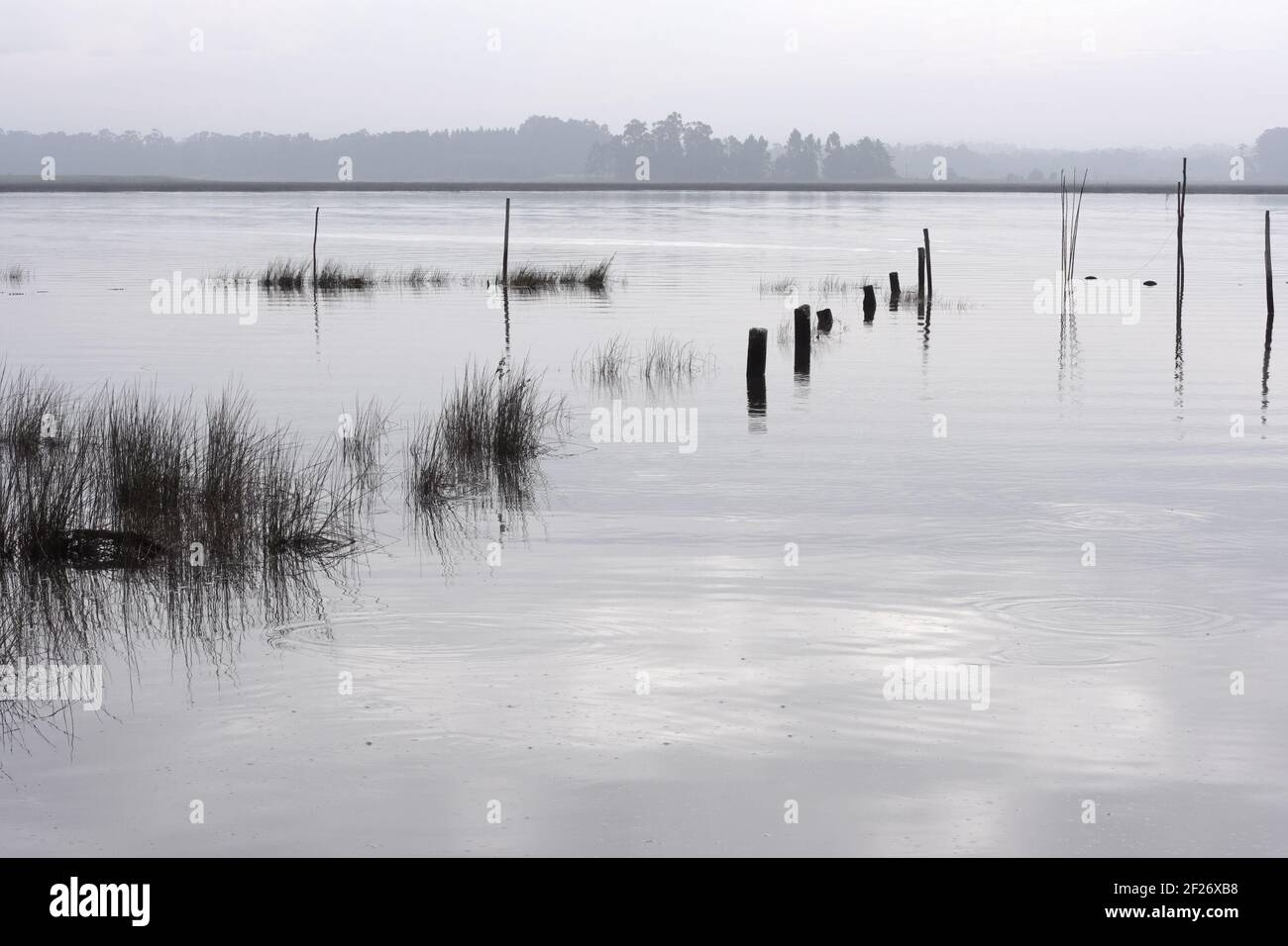 Schöne Ria de Aveiro, Brackwasser Lagune, mit einem sehr reichen natürlichen Leben, Art von portugiesischen Feuchtgebieten. Stockfoto