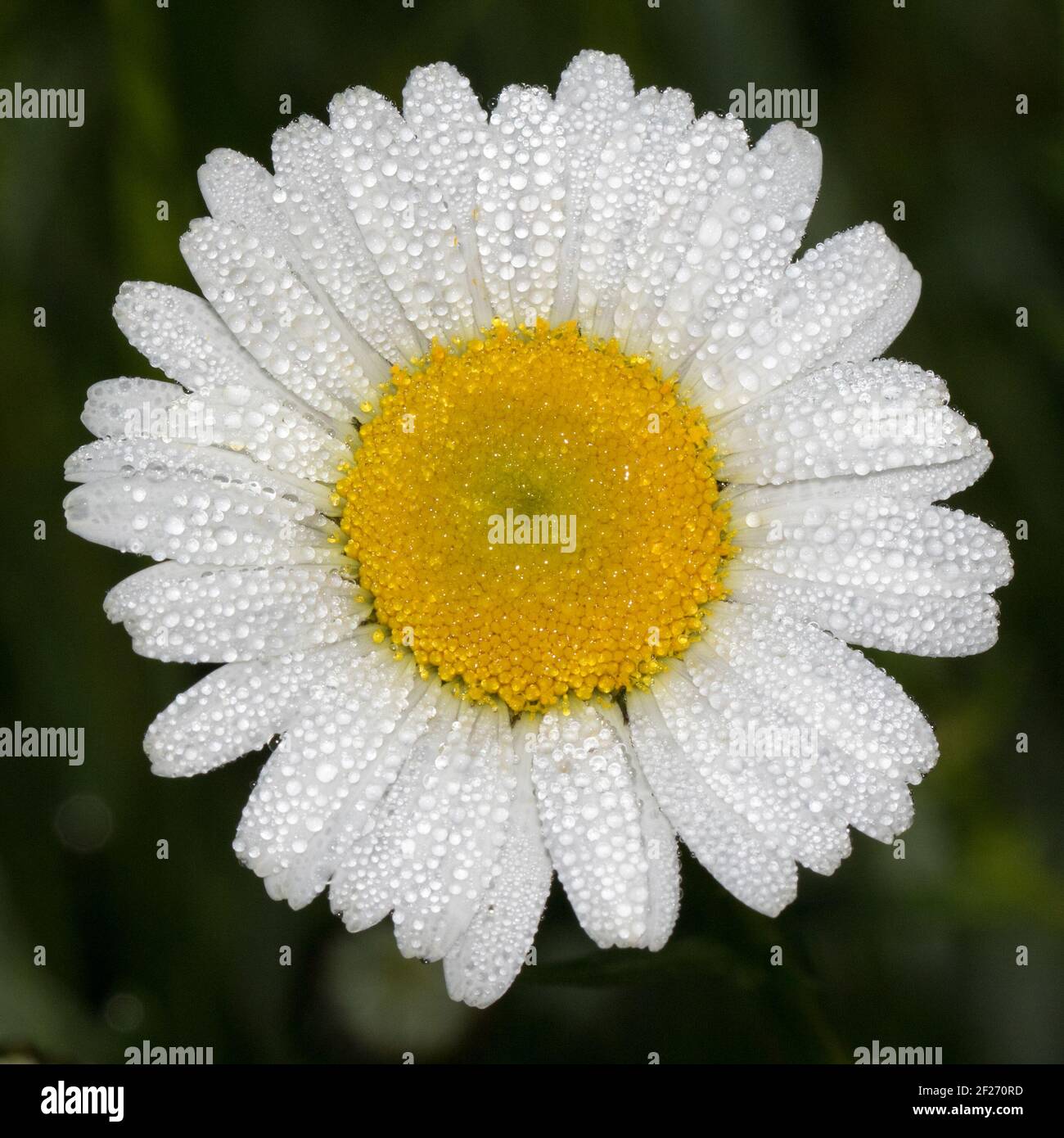 Nahaufnahme einer Ochsenauge-Gänseblümchen, Leucanthemum vulgare, Blüte mit Tau bedeckt. Stockfoto