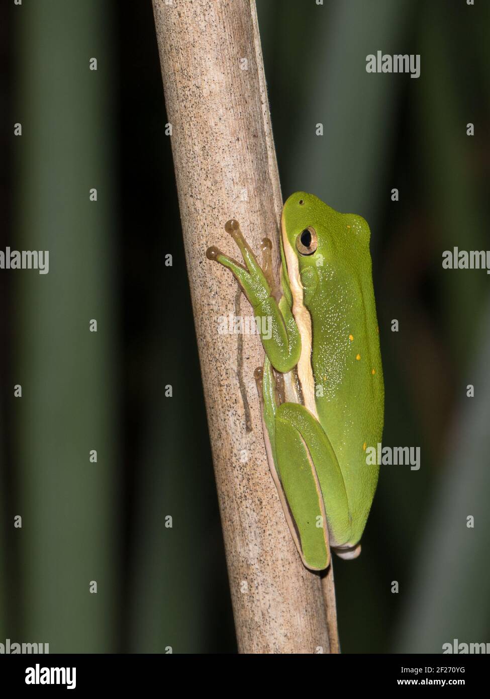 Nahaufnahme eines grünen Baumfrosches, Dryophytes cinereus. Stockfoto