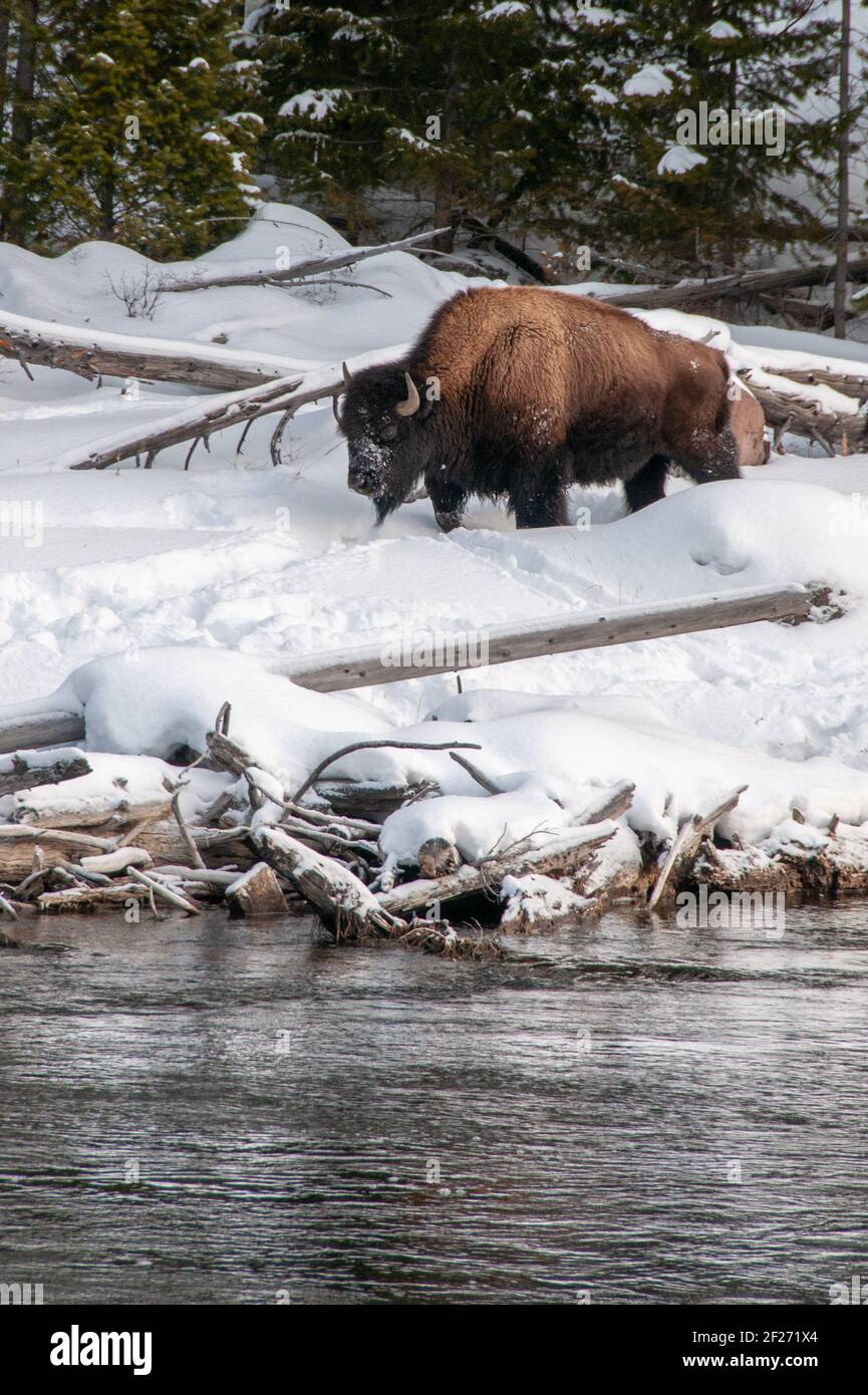 Ein großer Bison-Büffel auf einem schneebedeckten Flussufer im Yellowstone National Park. Winterlandschaft. Stockfoto