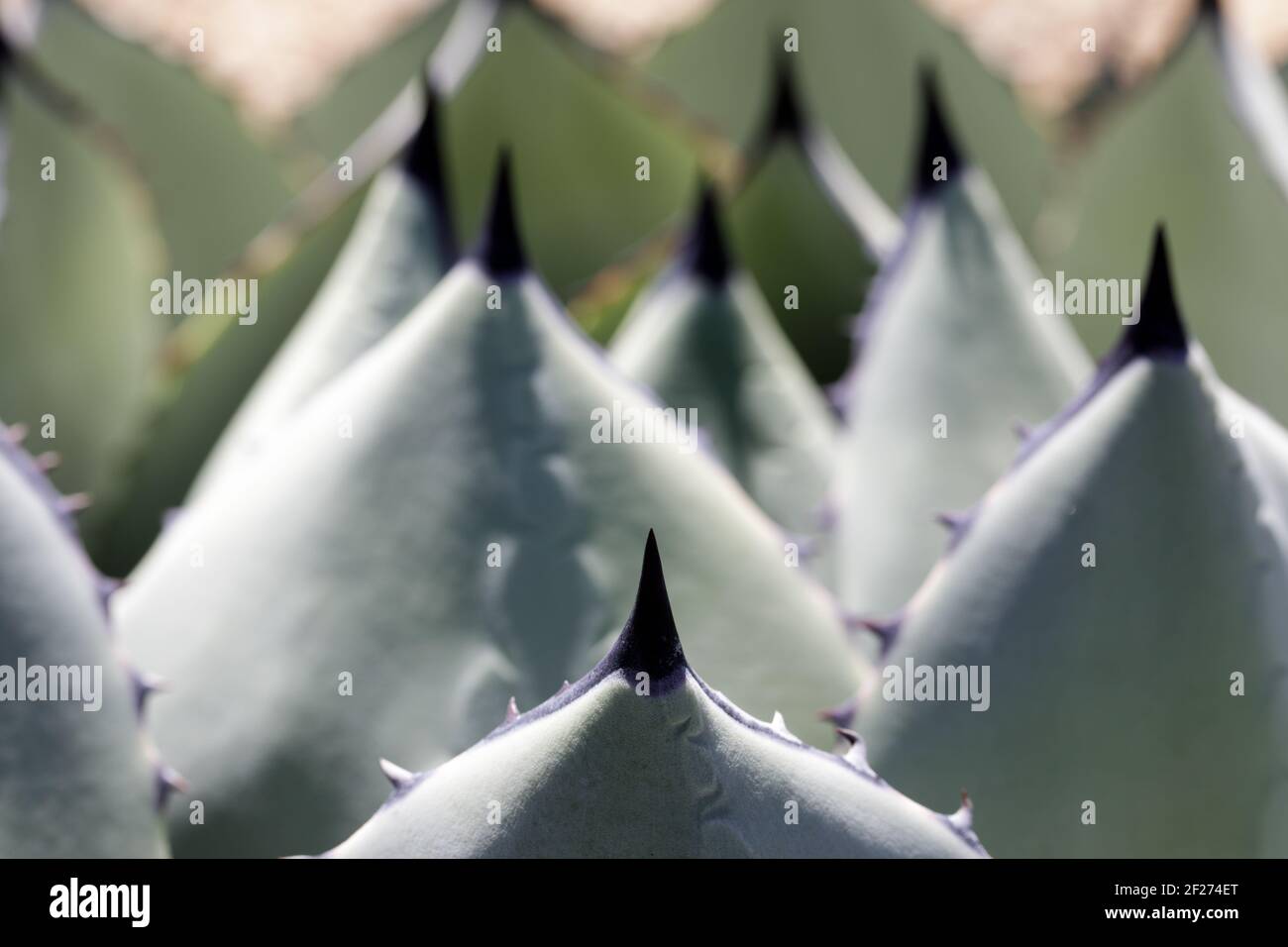 Frische blaue agave -Fotos und -Bildmaterial in hoher Auflsung  Alamy