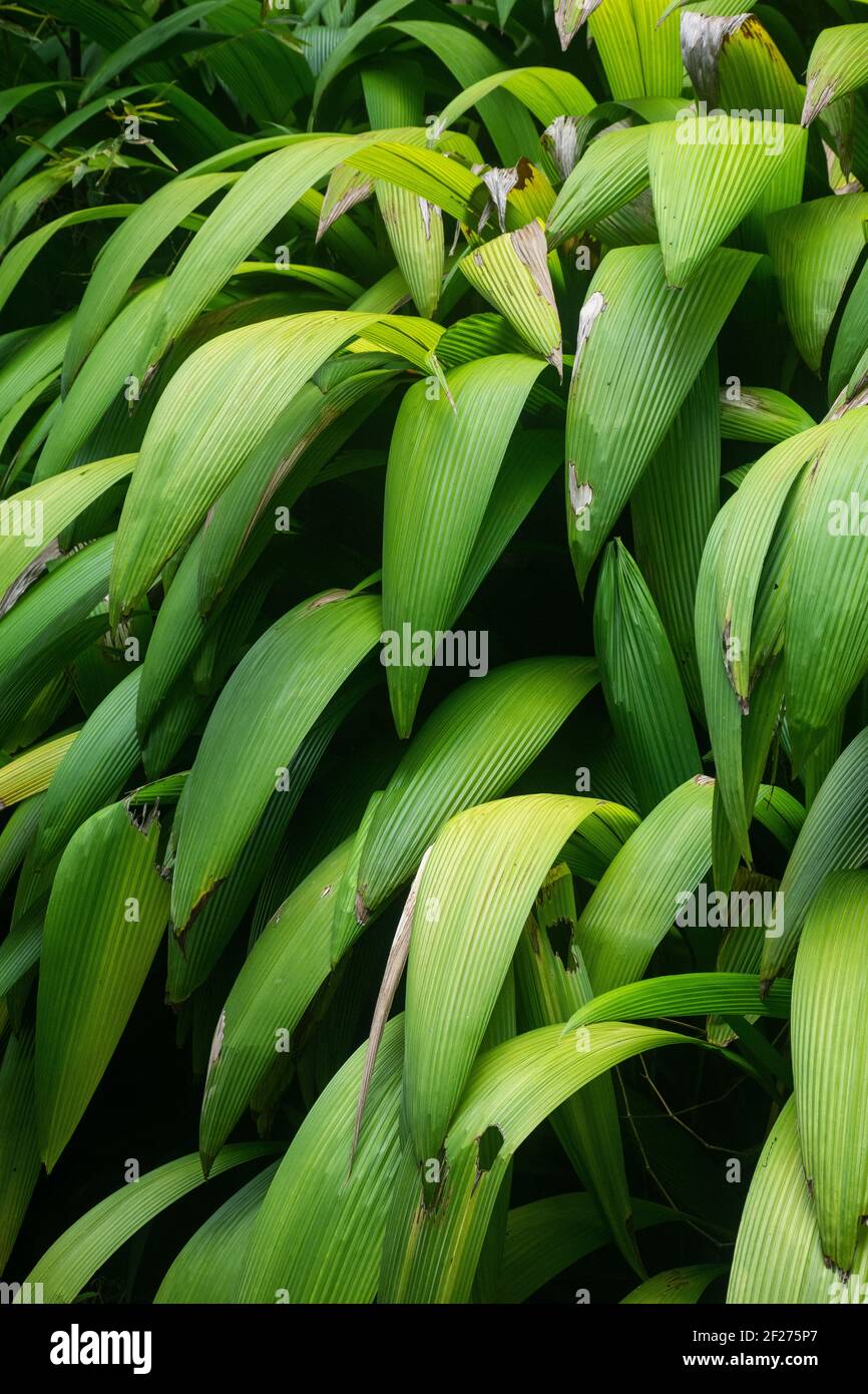 Schönes Detail der grünen atlantischen Regenwald Vegetation Blätter Stockfoto