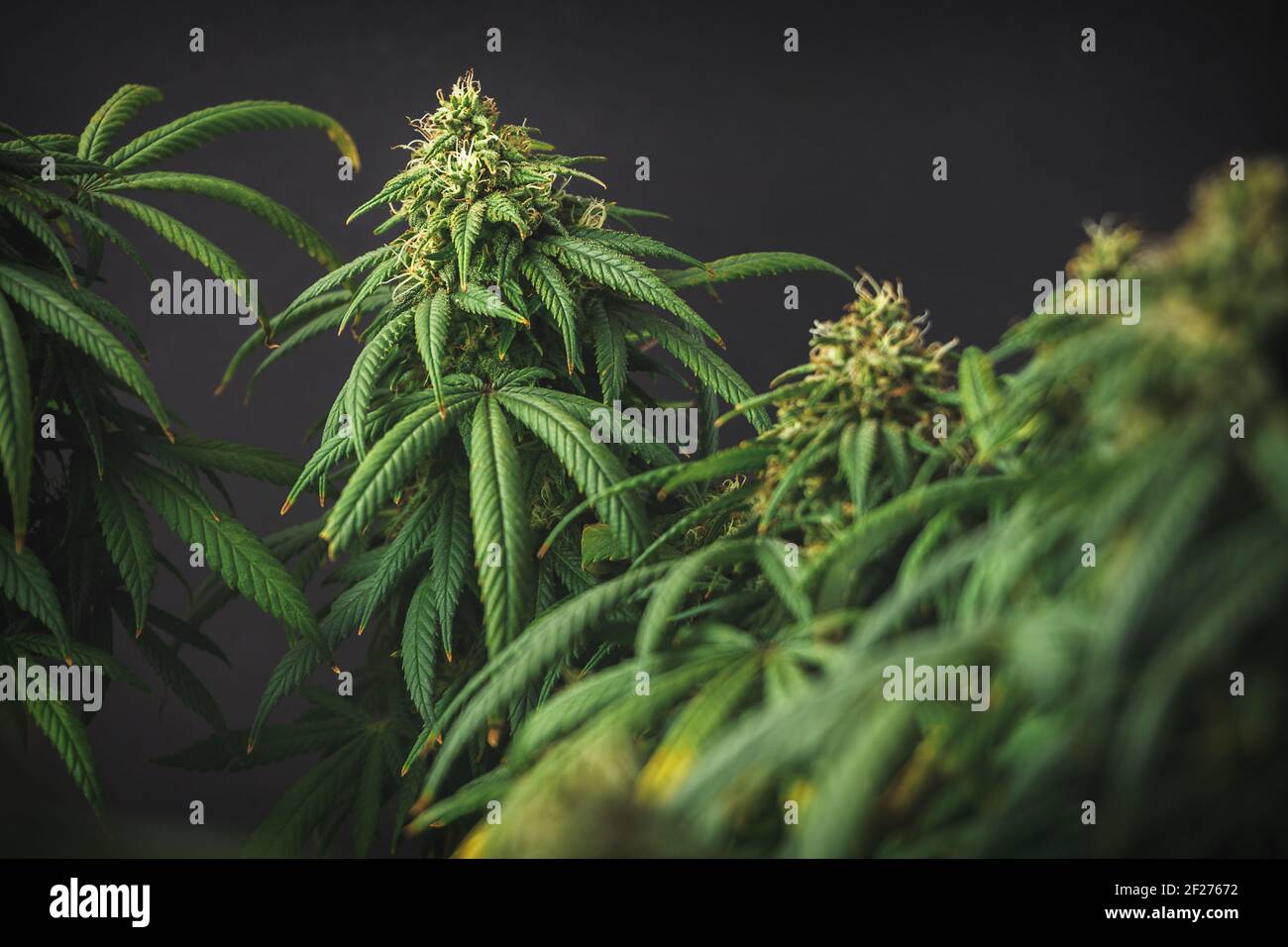 Zweige von medizinischem Marihuana mit Blumenknospen Cannabis Anbau Stockfoto