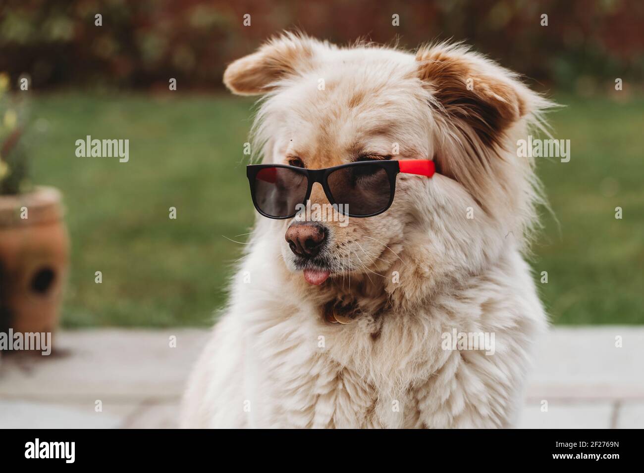 Flauschiger goldener Hund trägt eine Sonnenbrille mit einer hervorrammenden Zunge Stockfoto