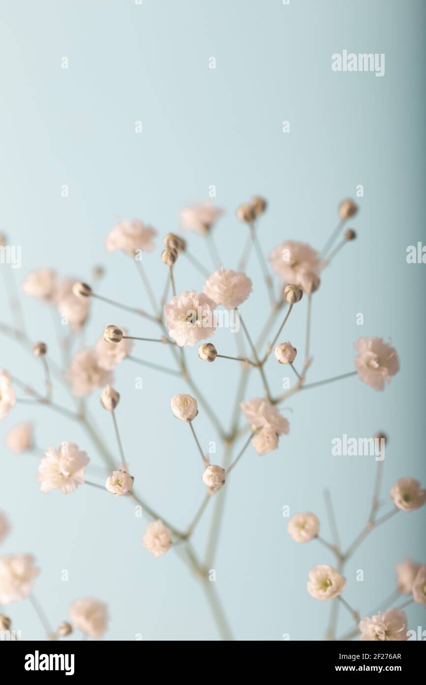 Gypsophila paniculata 'Schneeflocke' in Vase. Weiche Farben. Blauer Hintergrund. Stockfoto