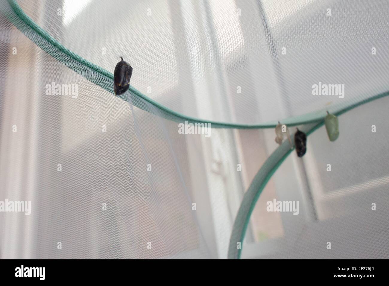 Monarch Schmetterlinge im Begriff, aus seiner chrysalis schlüpfen Stockfoto