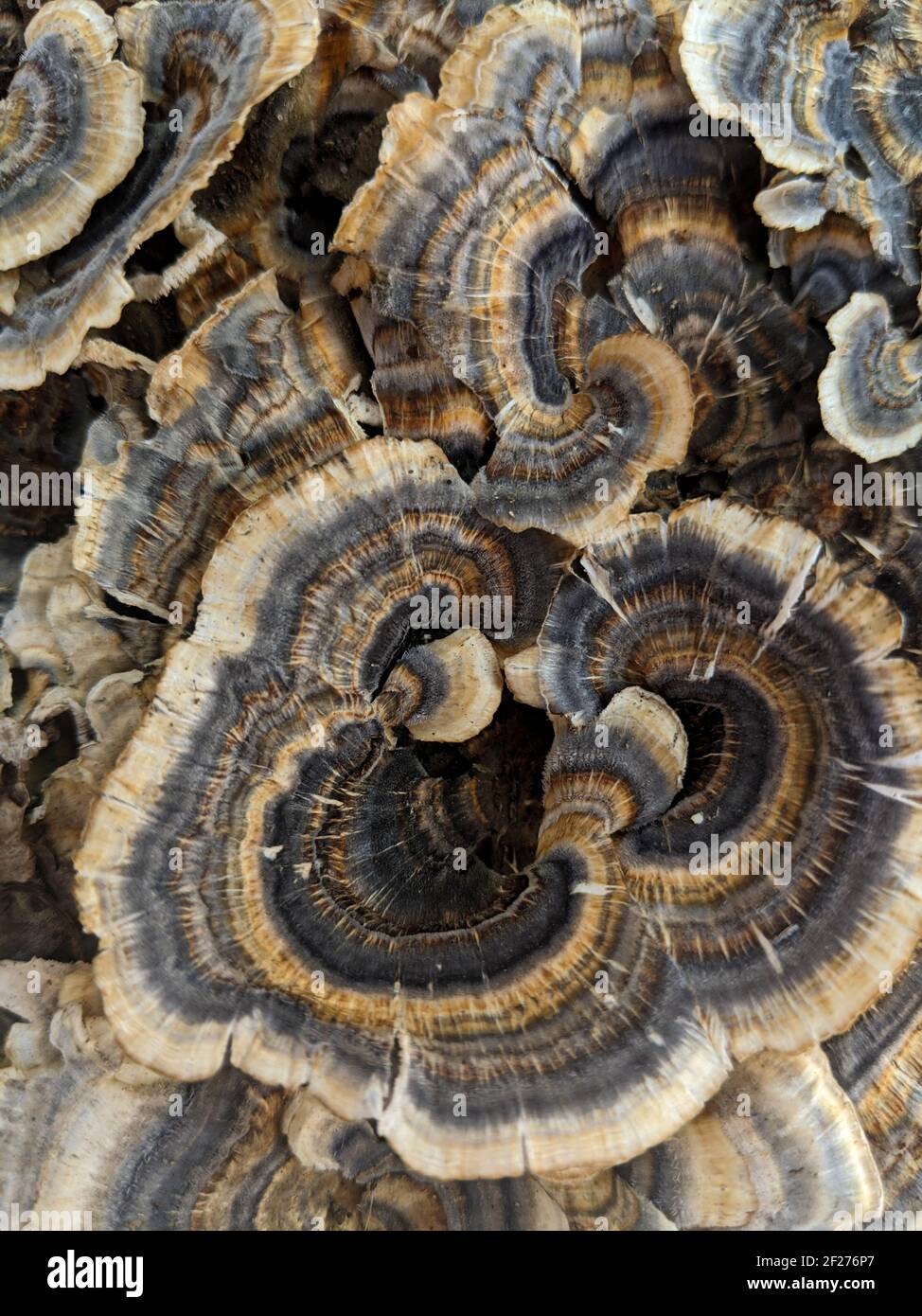 Die Pilze, die auf dem Balken im Wald wachsen Stockfoto