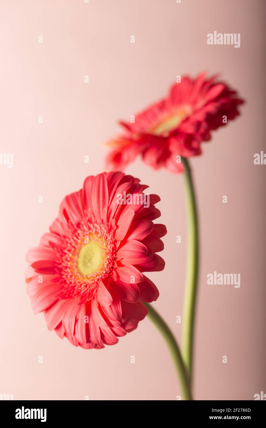 Frische Gerbera Blume in sanften Pastelltönen. Rote Gerbera. Draufsicht. Hintergrund und Textur. Stockfoto