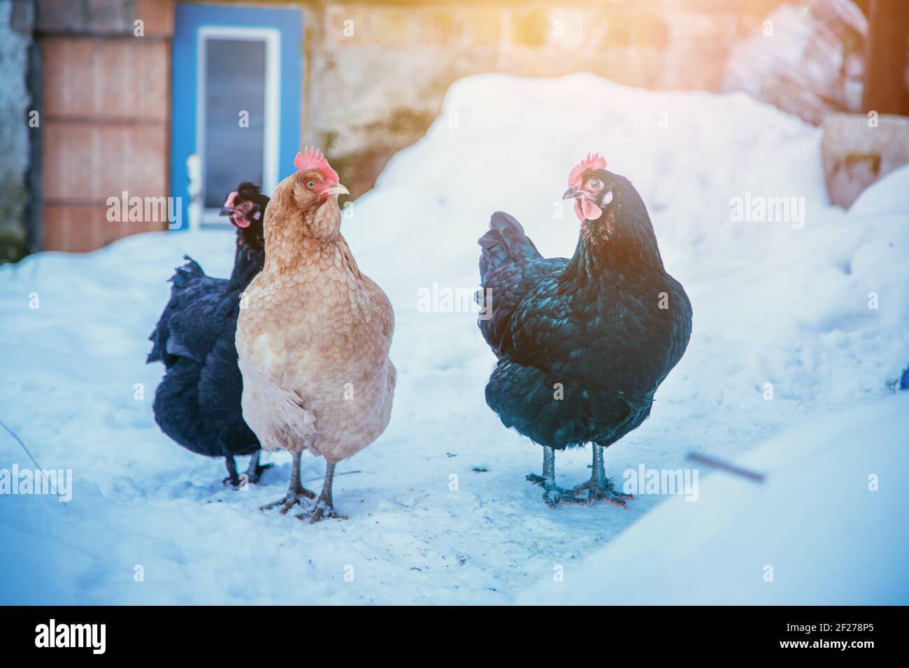 Hühner im eigenen Garten, Winterzeit mit Schnee Stockfoto