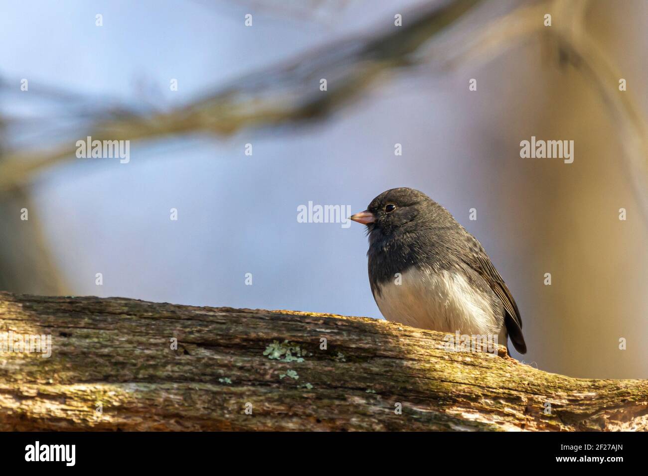 Schieferfarben Dunkeläugige Junco ( Junco hyemalis ) ist ein Singvogel in Nordamerika. Dieser Erwachsene männliche singvogel wurde auf einem hölzernen Zweig in Wint gesichtet Stockfoto