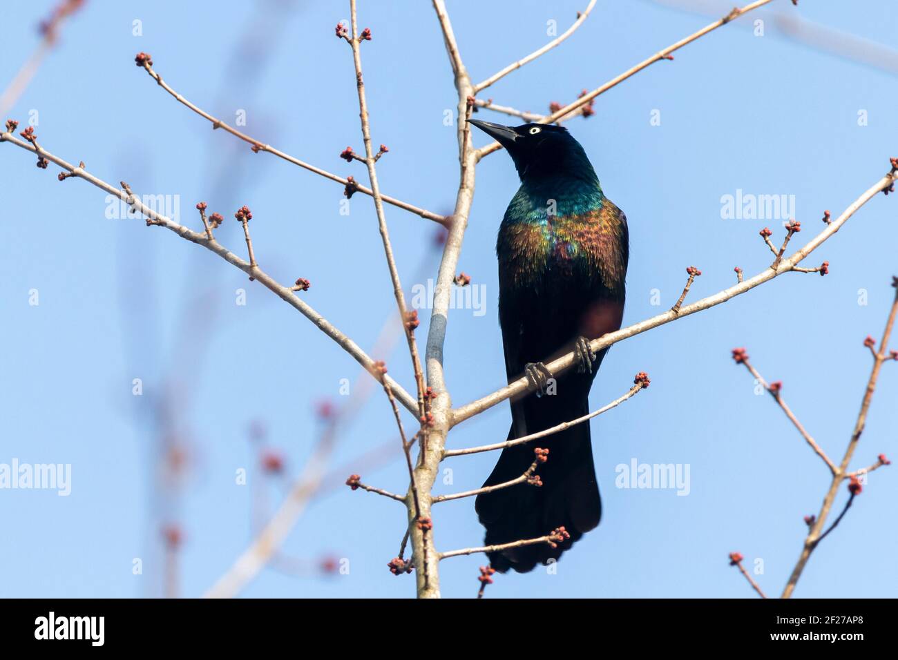 Nahaufnahme Einzelaufnahme eines erwachsenen männlichen Gnus (Quiscalus quiscula), der auf einem Ast vor blauem Himmel steht. Dieser Vogel hat schwarze Feder w Stockfoto