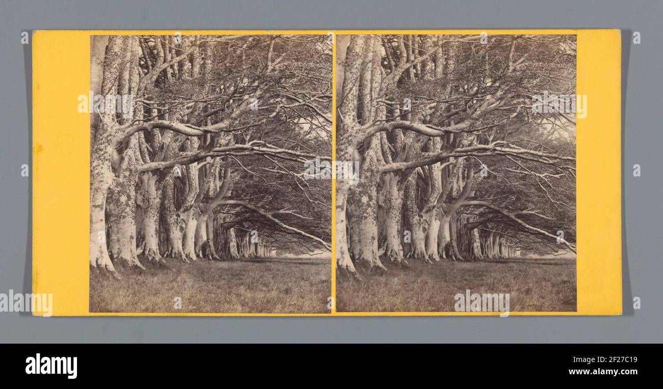 Bäume entlang der DHU Loch Avenue in Inveraray; die Dhu Loch Avenue, inverary .. Stockfoto