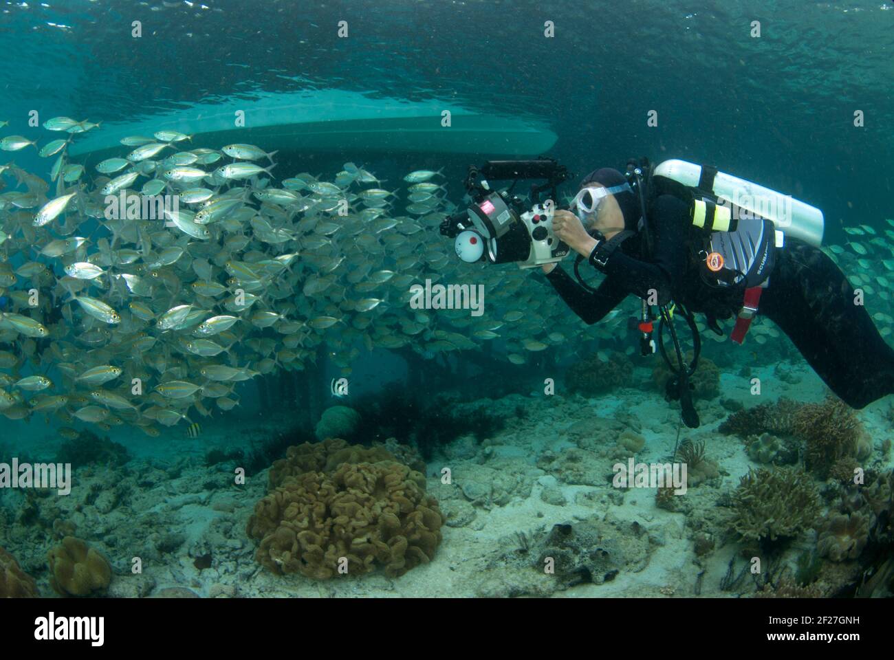 Yellowstripe SCAD, Selaroides leptolepis, Schule im seichten Wasser, fotografiert vom Taucher unter dem Boot in West Papua Stockfoto