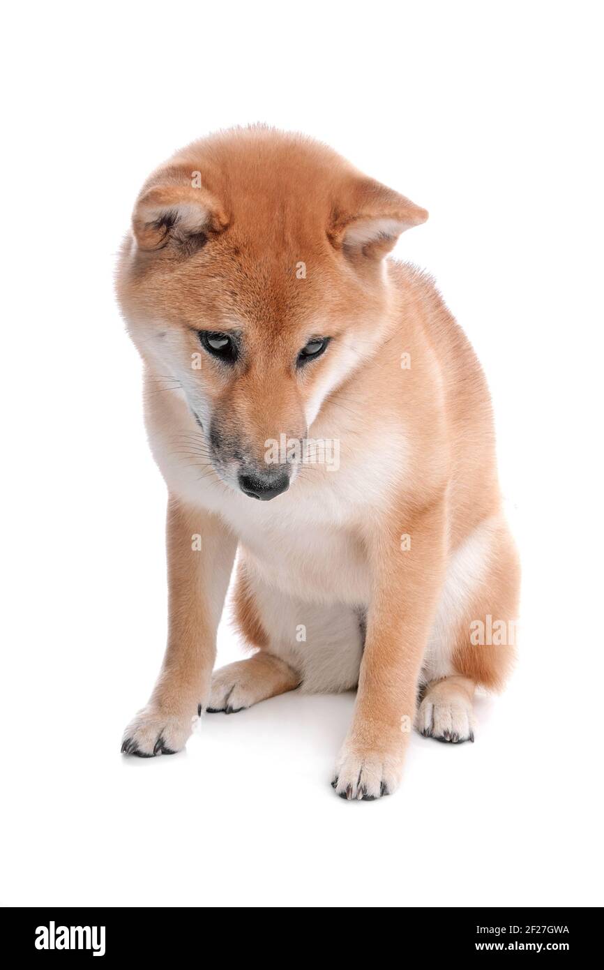 Shiba Inu Hund vor einem weißen Hintergrund Stockfoto
