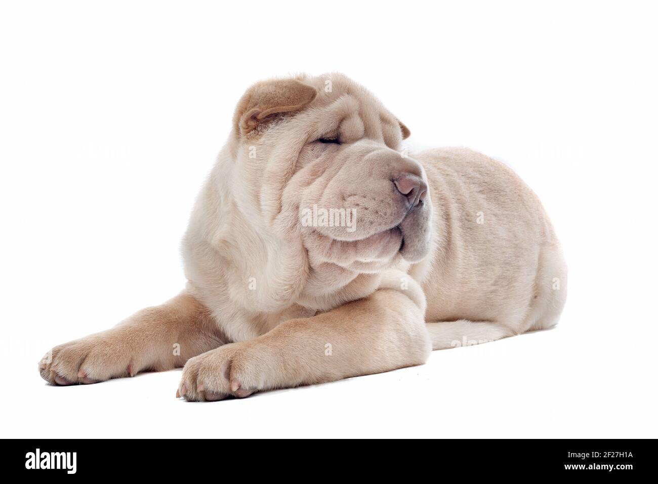 Shar-pei Welpe Stockfoto