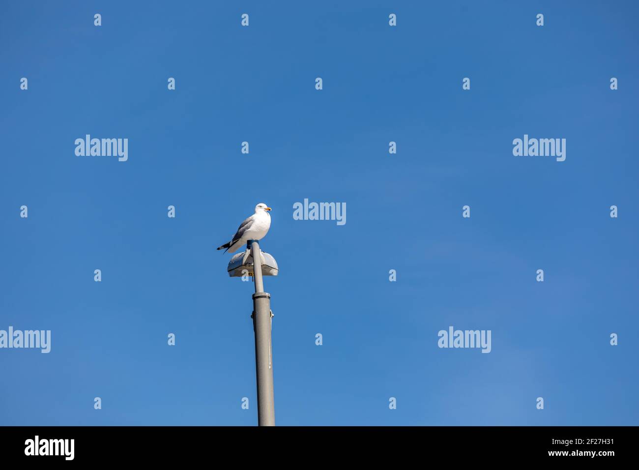 die möwe thronte auf einem Lichtmast gegen ein strahlendes Blau Himmel Stockfoto