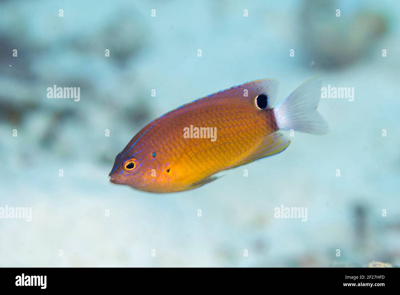 Gesprenkelt Damegoisty, Pomacentrus bankanensis, Kalig Barat Tauchplatz, in der Nähe von Wayilbatan Island, Raja Ampat, West Papua, Indonesien Stockfoto