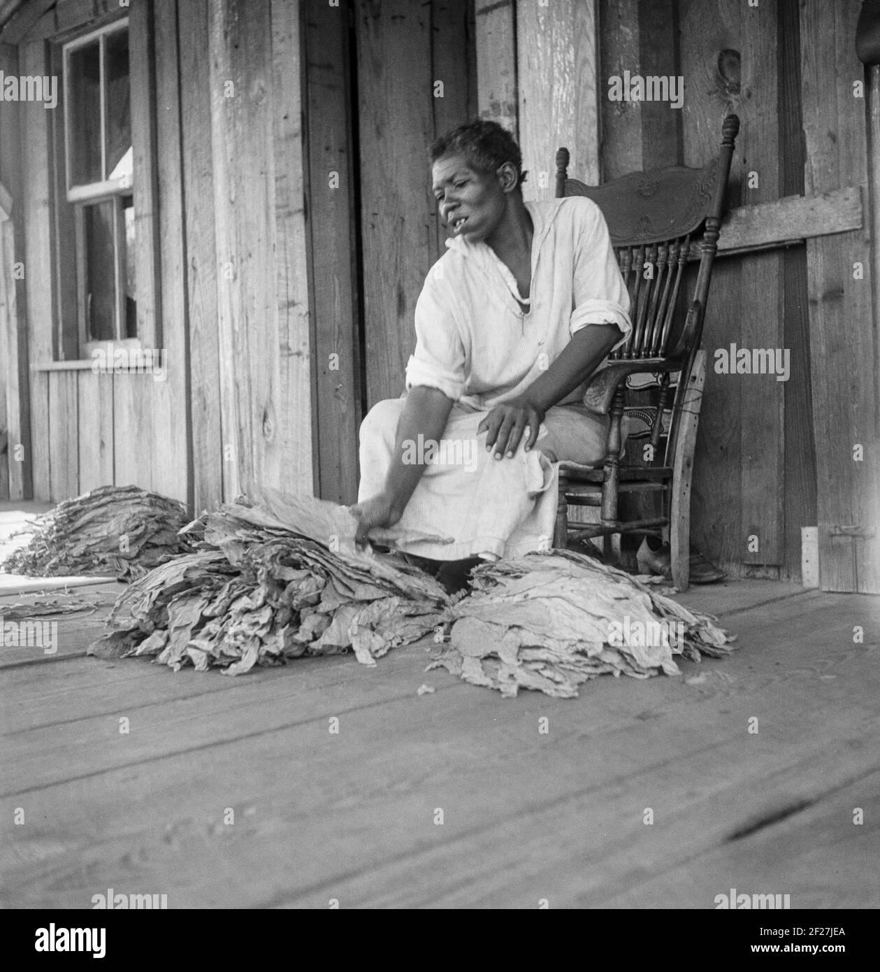 In Der Nähe Von Douglas, Georgia. Sharecroppers grade die ausgehärteten Blätter auf den Veranden und sortieren sie, um zur Tabakversteigerung zu gehen. Juli 1938.Foto von Dorothea lange Stockfoto