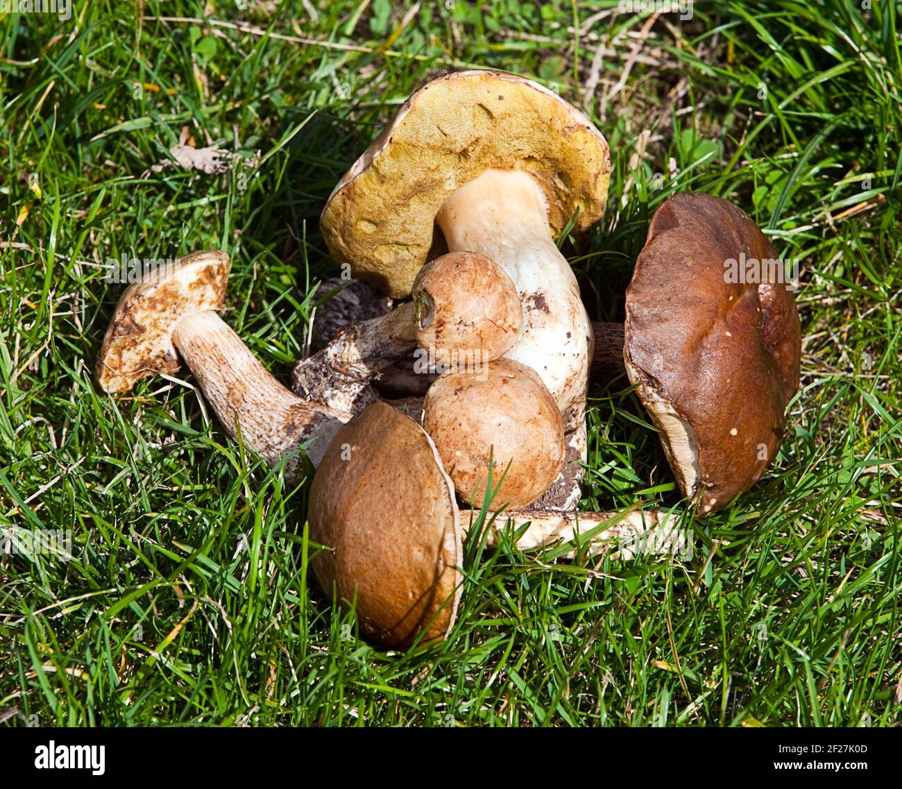 Die kleine Gruppe der Pilze auf dem Gras Stockfoto