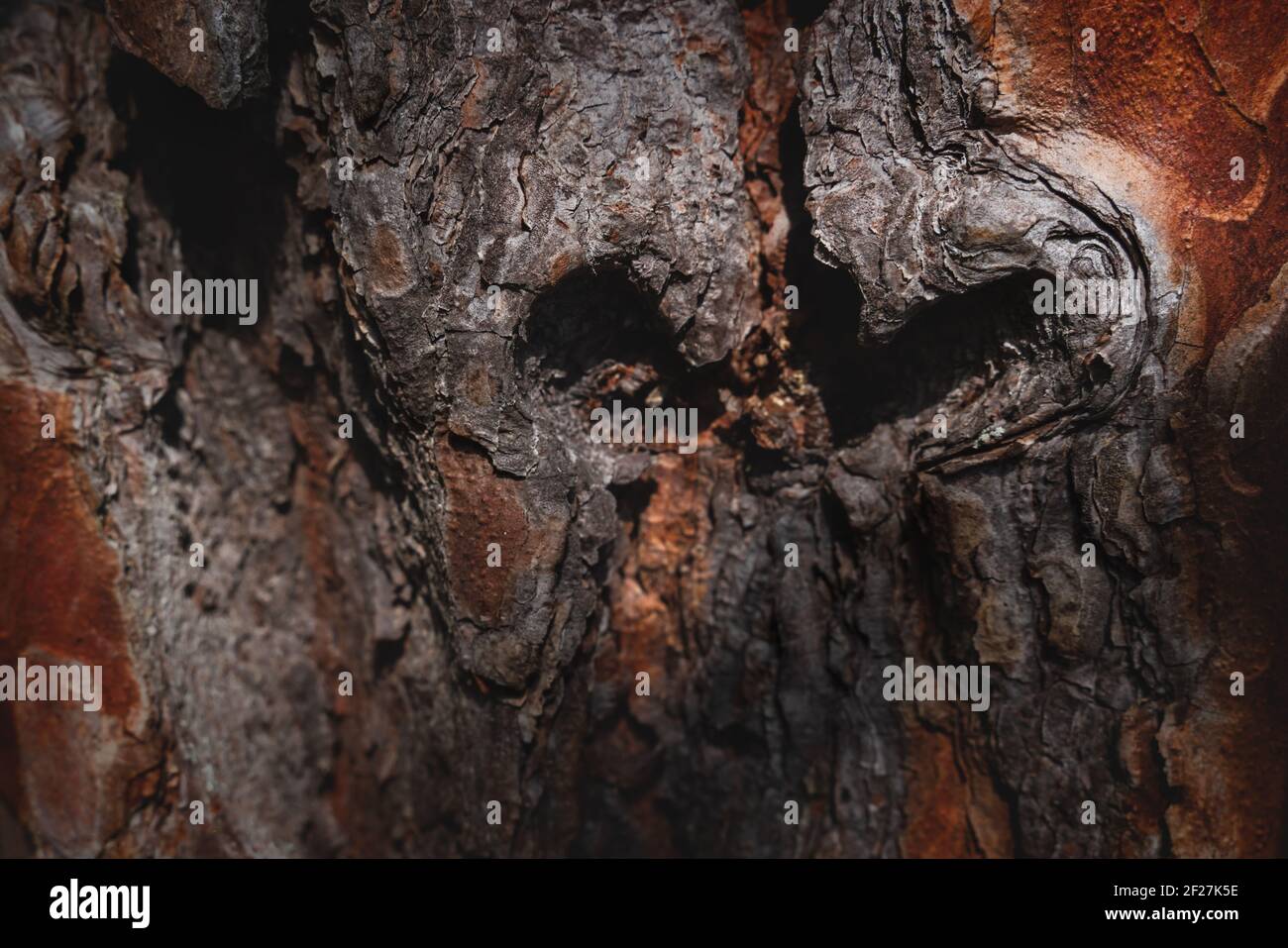 Sonnenbeschienenen Baumstamm mit einem natürlichen Herzsymbol als Symbol für die Liebe, Österreich Stockfoto