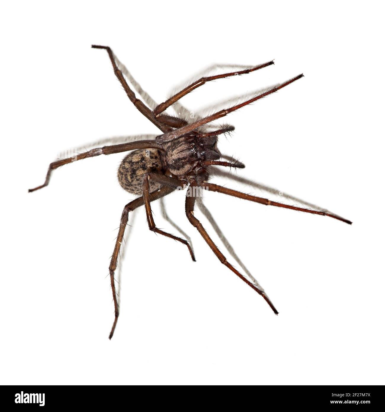 Spinne auf dem weißen Stockfoto