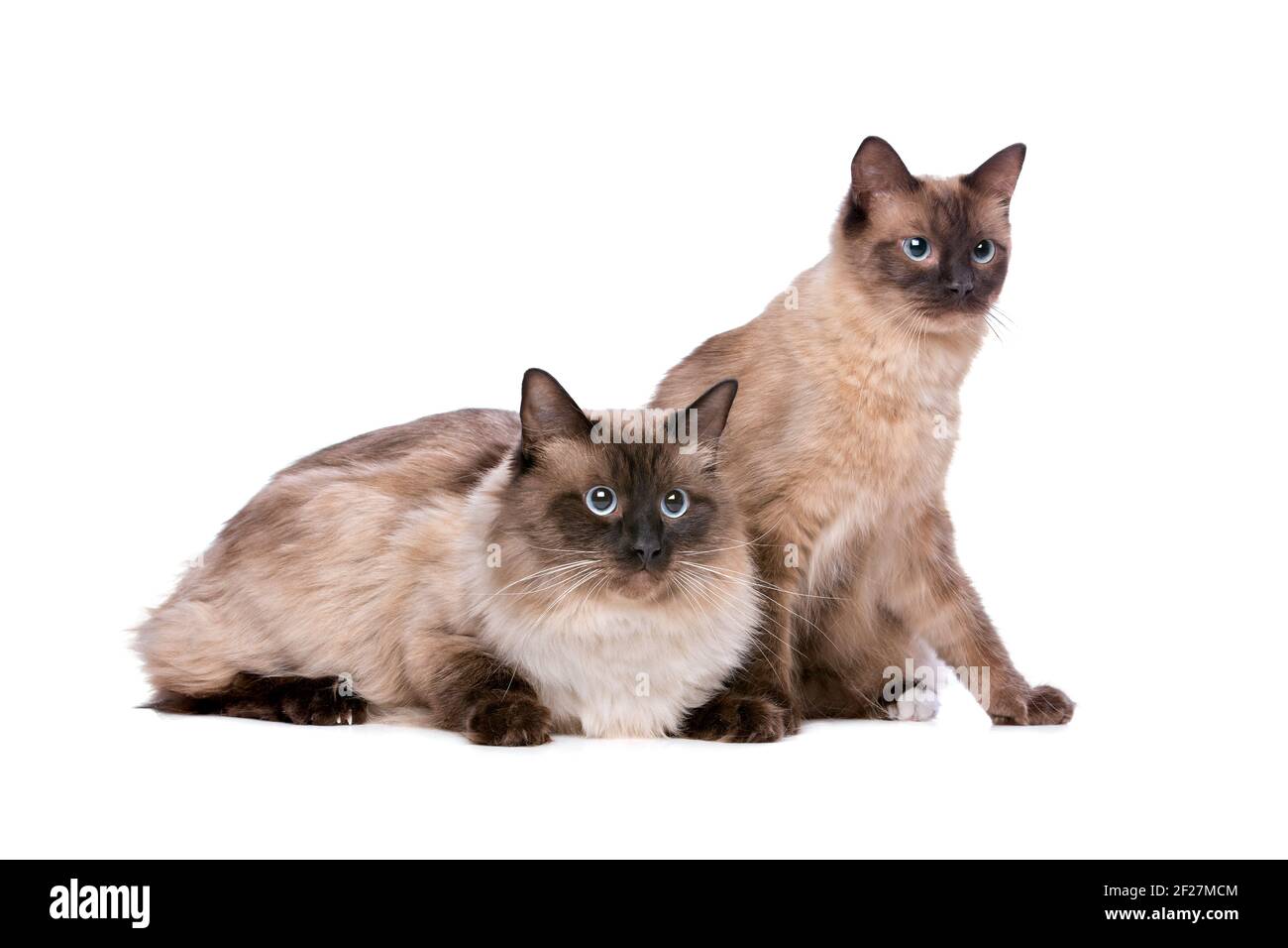 Ein paar Ragdoll-Katzen Stockfoto Ein paar Ragdoll-Katzen Stockfoto