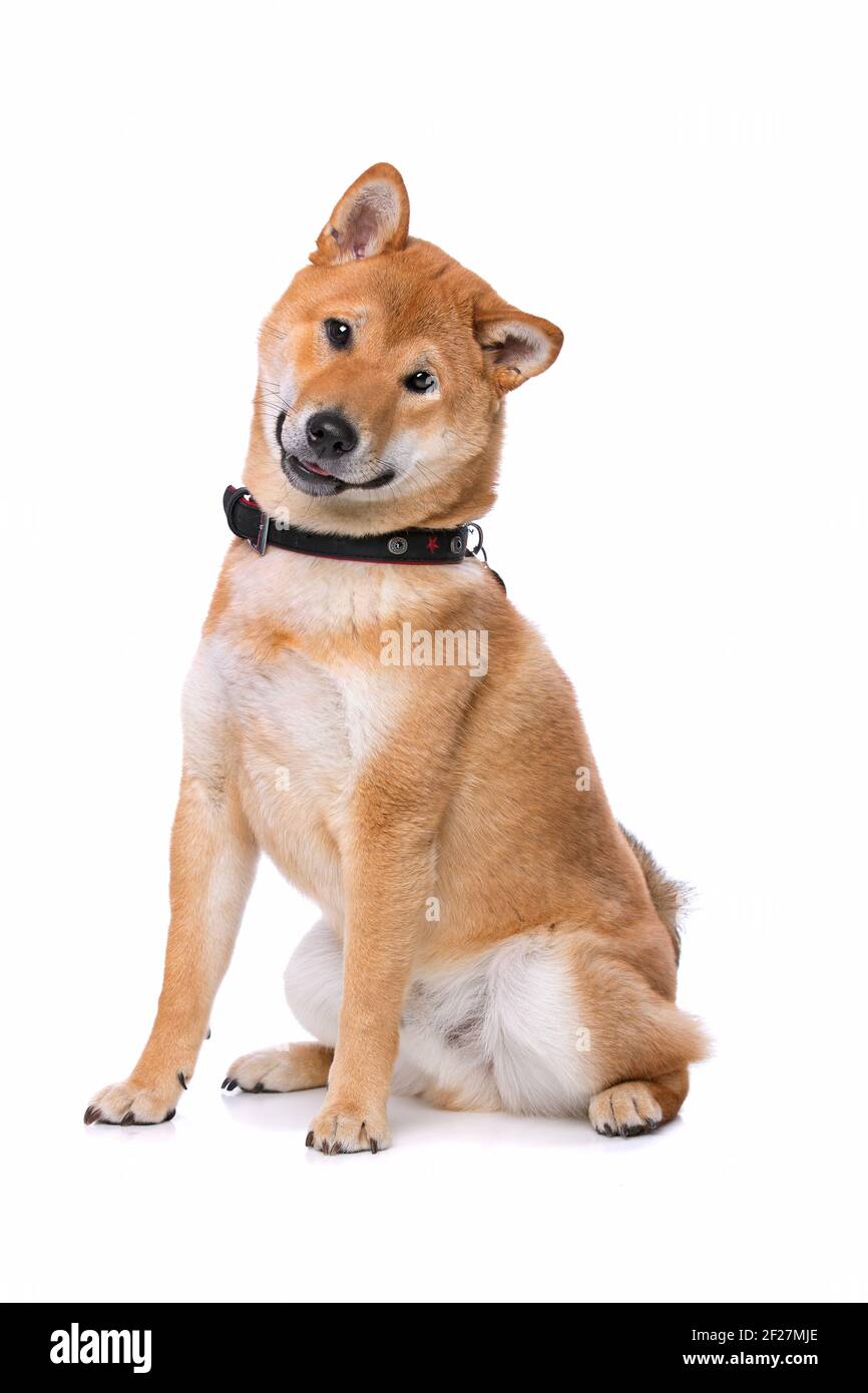 Shiba Inu Hund Stockfoto