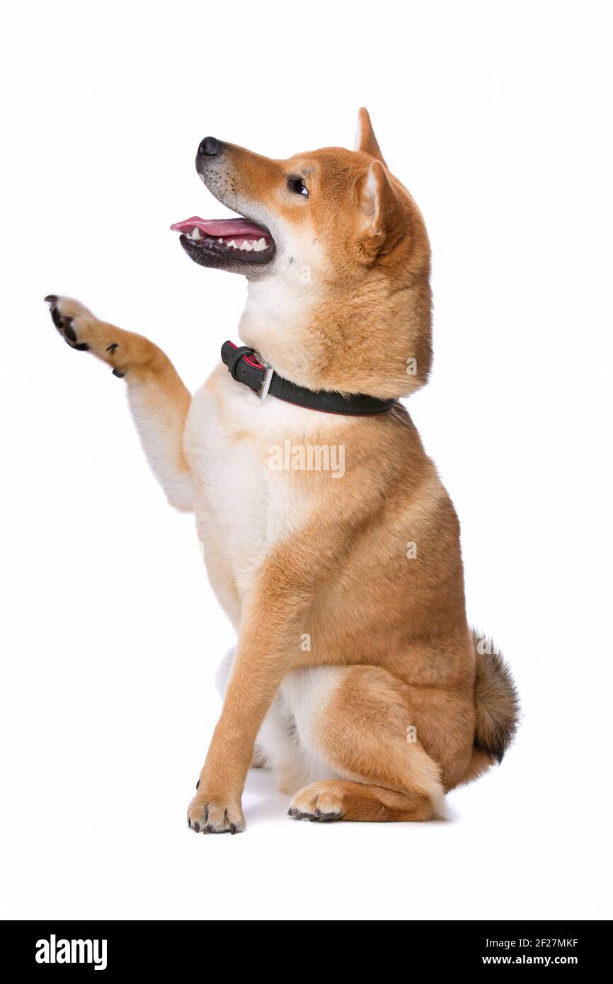 Shiba Inu Hund Stockfoto