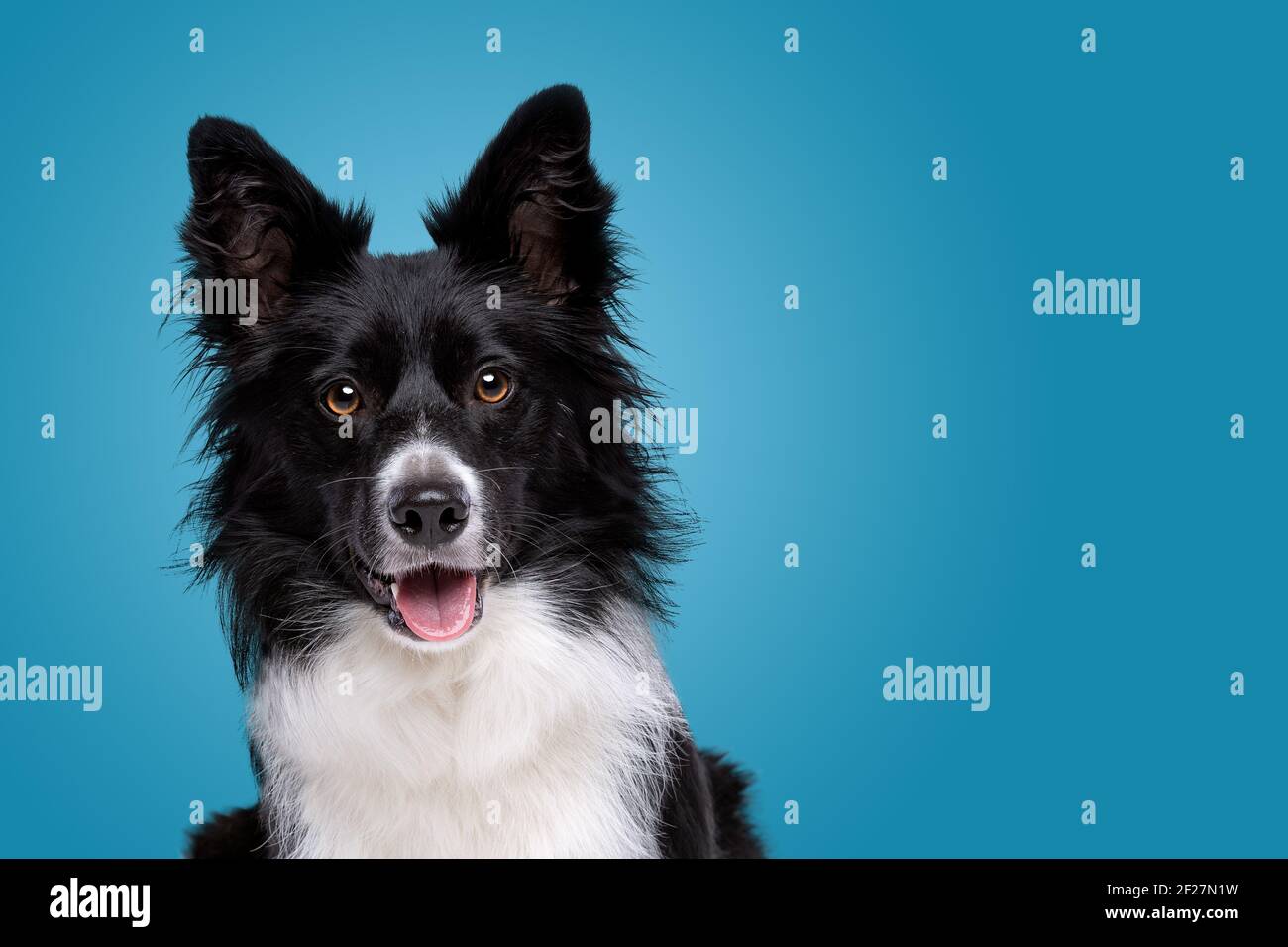 Porträt eines schwarz-weißen Border Collie Hund in Vorderseite mit weißem Hintergrund Stockfoto