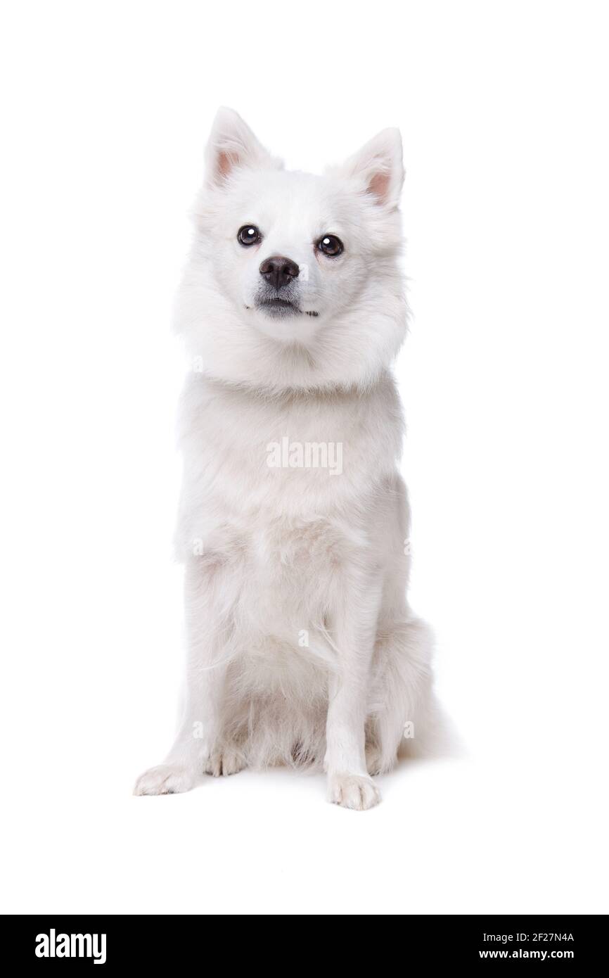 Weiße Pommerschen Hund Stockfoto