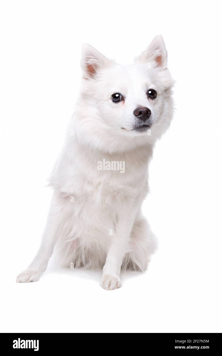 Weiße Pommerschen Hund Stockfoto