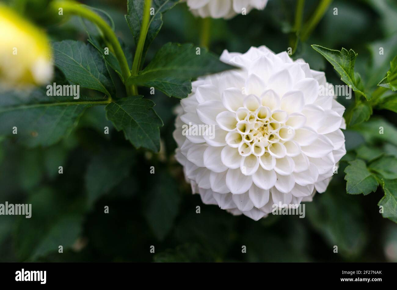 Schönheit Weiße Blumen Stockfoto