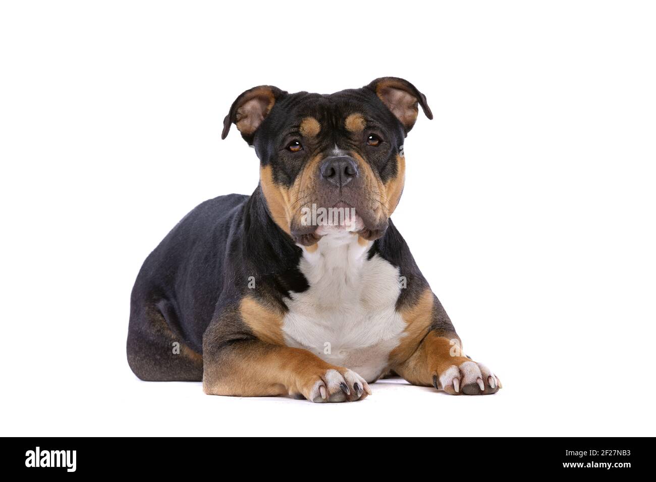 Amerikanischer Bully-Hund Stockfoto