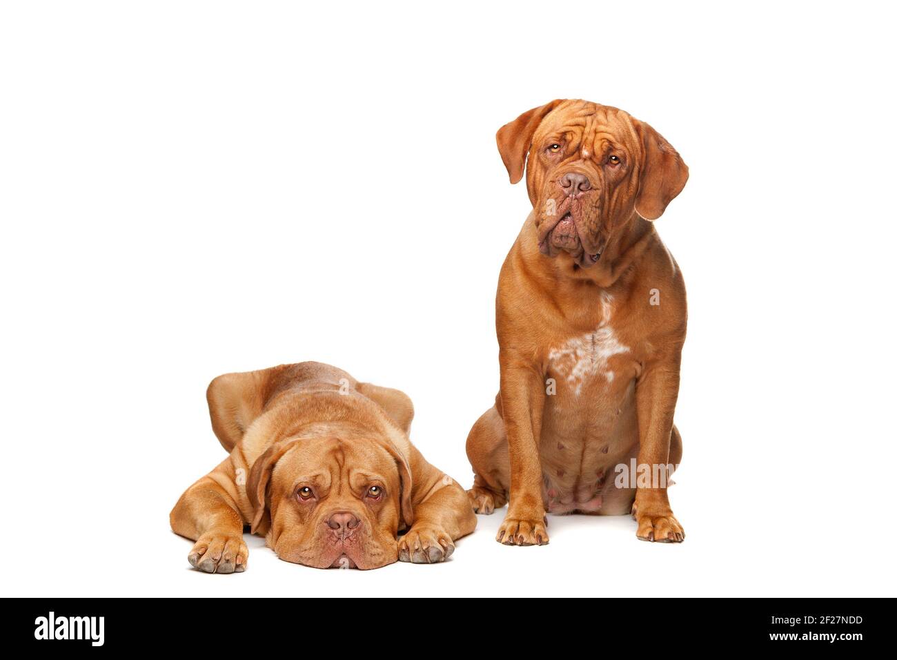 Zwei französische Mastiff-Hunde Stockfoto