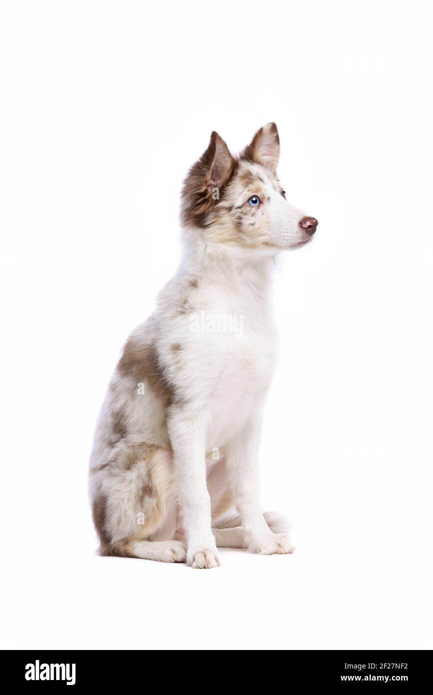 Border-Collie-Welpen Stockfoto