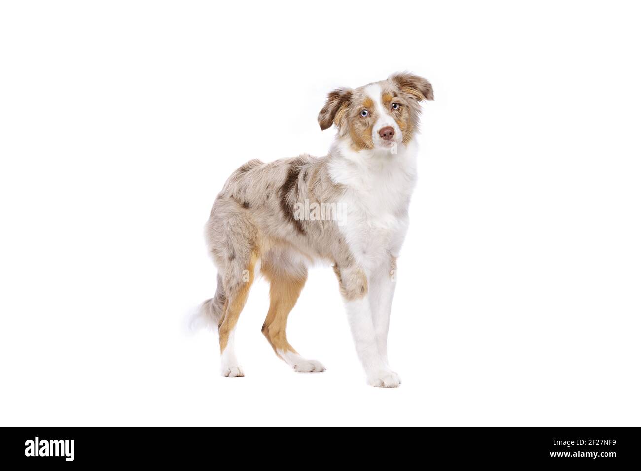 Red Merle Miniatur amerikanischer Schäferhund Stockfoto