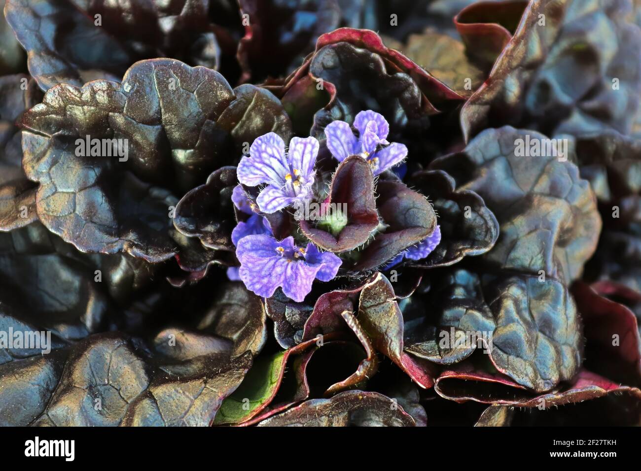 Nahaufnahme der Gruppe von bugleweed Trompete förmigen Blüten Stockfoto