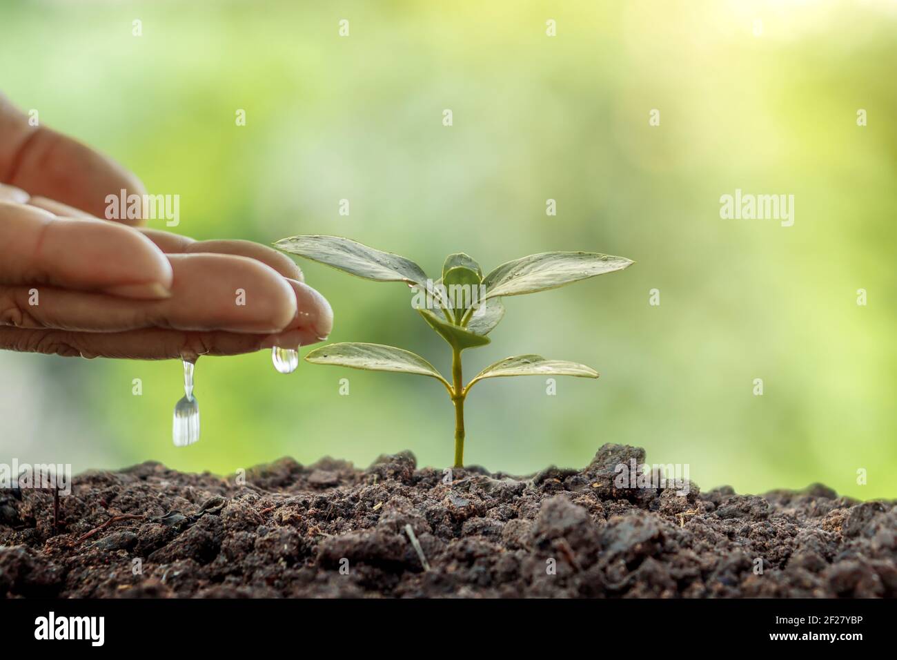 Mann Pflanzen Samen und Bewässerung kleine Pflanzen auf grünem Hintergrund Welt Umwelt Tag Konzept. Stockfoto