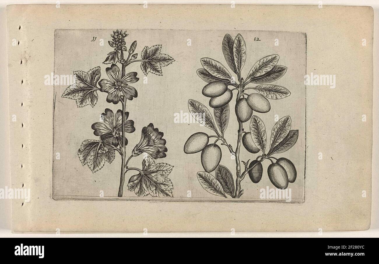 Pruim en muurbloem; Pruna Damasena / Leucojum; Cognoscite lilia.Pflaume und Wandblume (Erysimum Cheiri), nummeriert 21 und 22. Zwei Männer kämpfen in der Mitte. Stockfoto