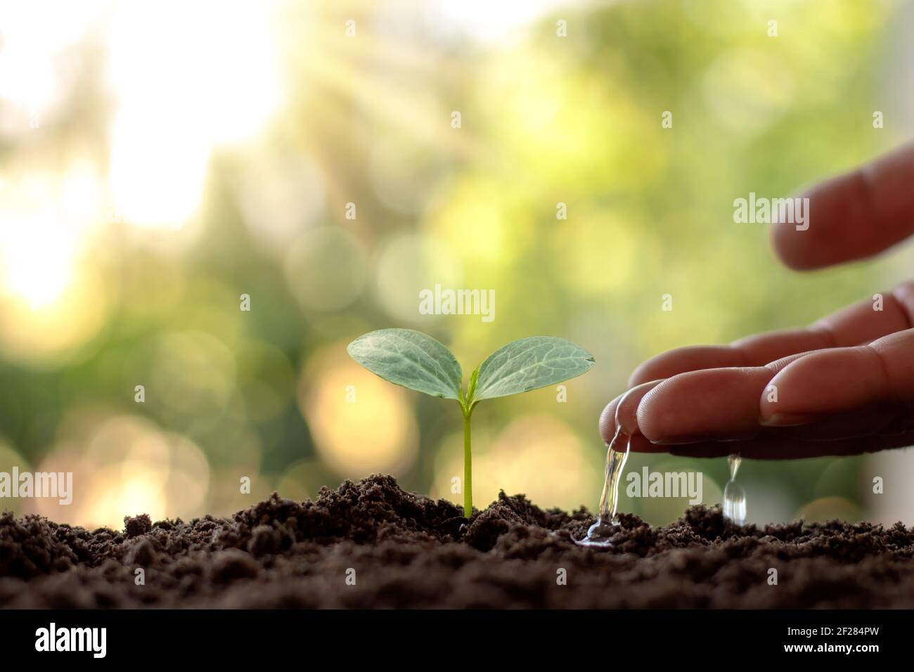 Mit dem Konzept des Weltumwelttages bewässern Bauern kleine Pflanzen von Hand. Stockfoto