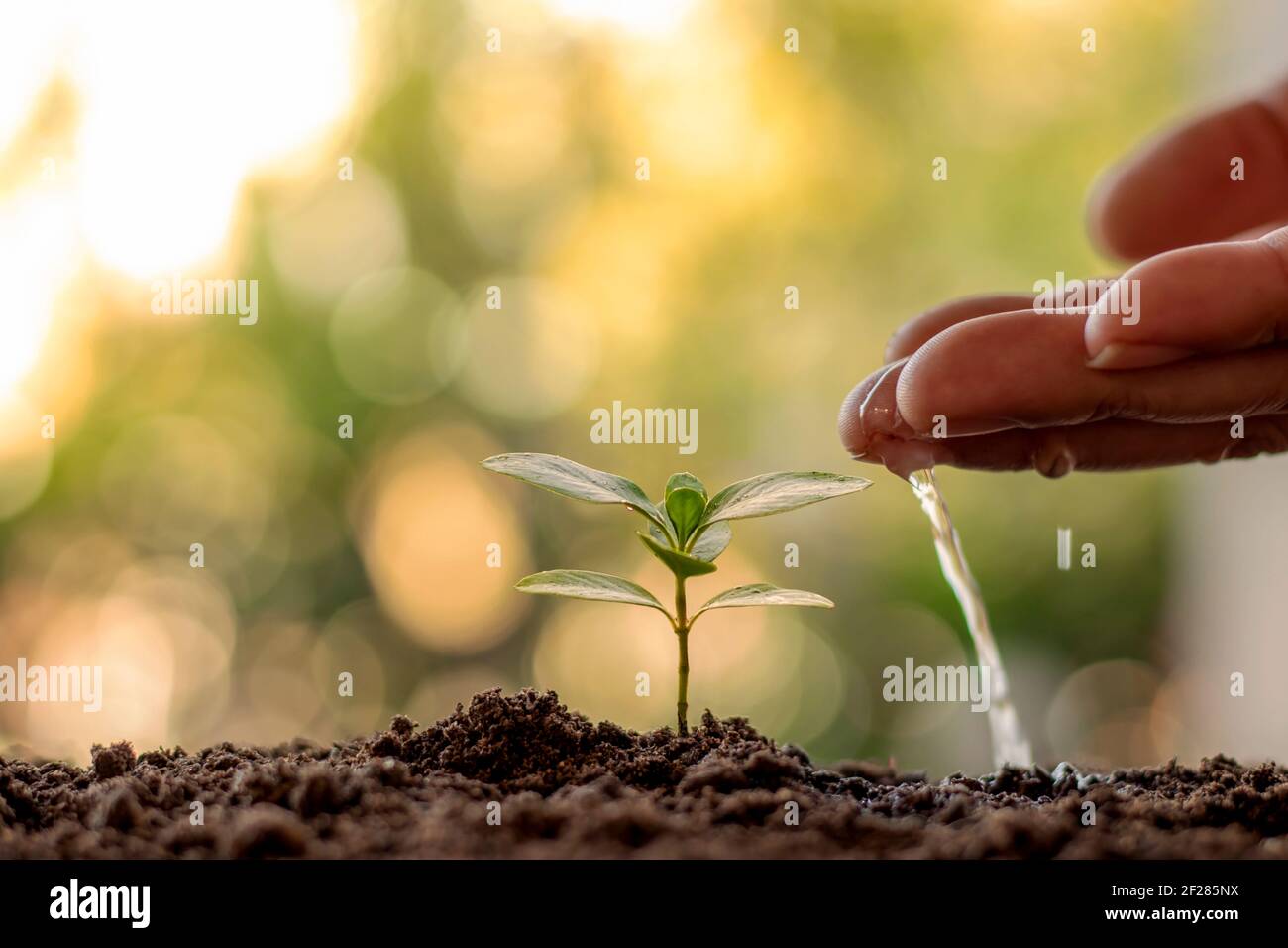 Mann Pflanzen Samen und Bewässerung kleine Pflanzen auf grünem Hintergrund Welt Umwelt Tag Konzept. Stockfoto