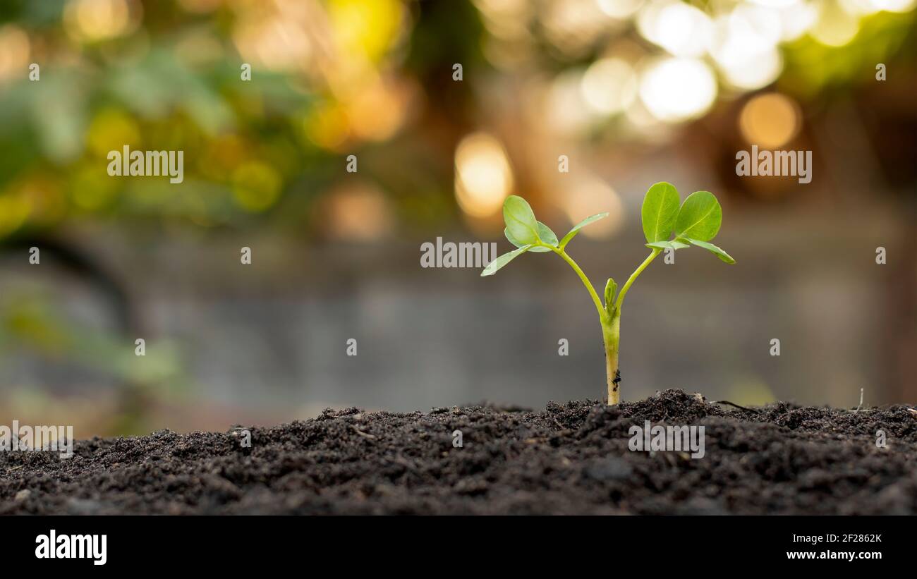 Die Sämlinge wachsen aus fruchtbarem Boden und die Morgensonne scheint. Ökologie und ökologisches Gleichgewicht Konzept. Stockfoto
