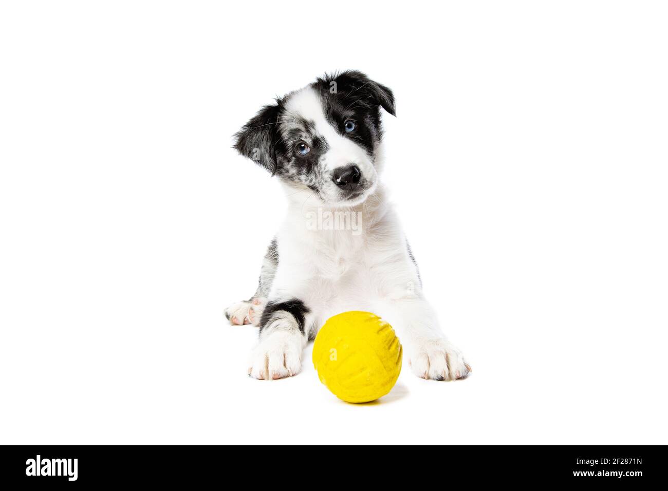 Border Collie Hund vor einem weißen Hintergrund Stockfoto