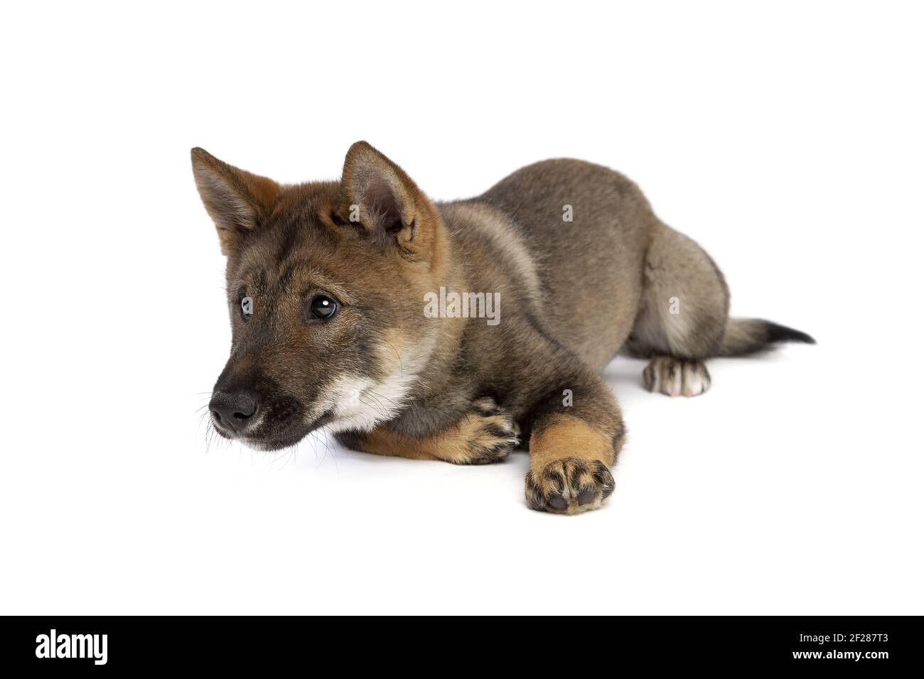 Japanischer wolfshund -Fotos und -Bildmaterial in hoher Auflösung – Alamy