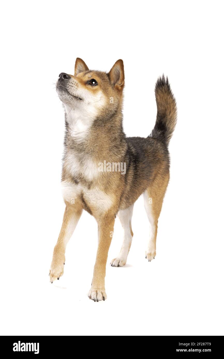 Japanischer Shikoku-Hund Stockfoto