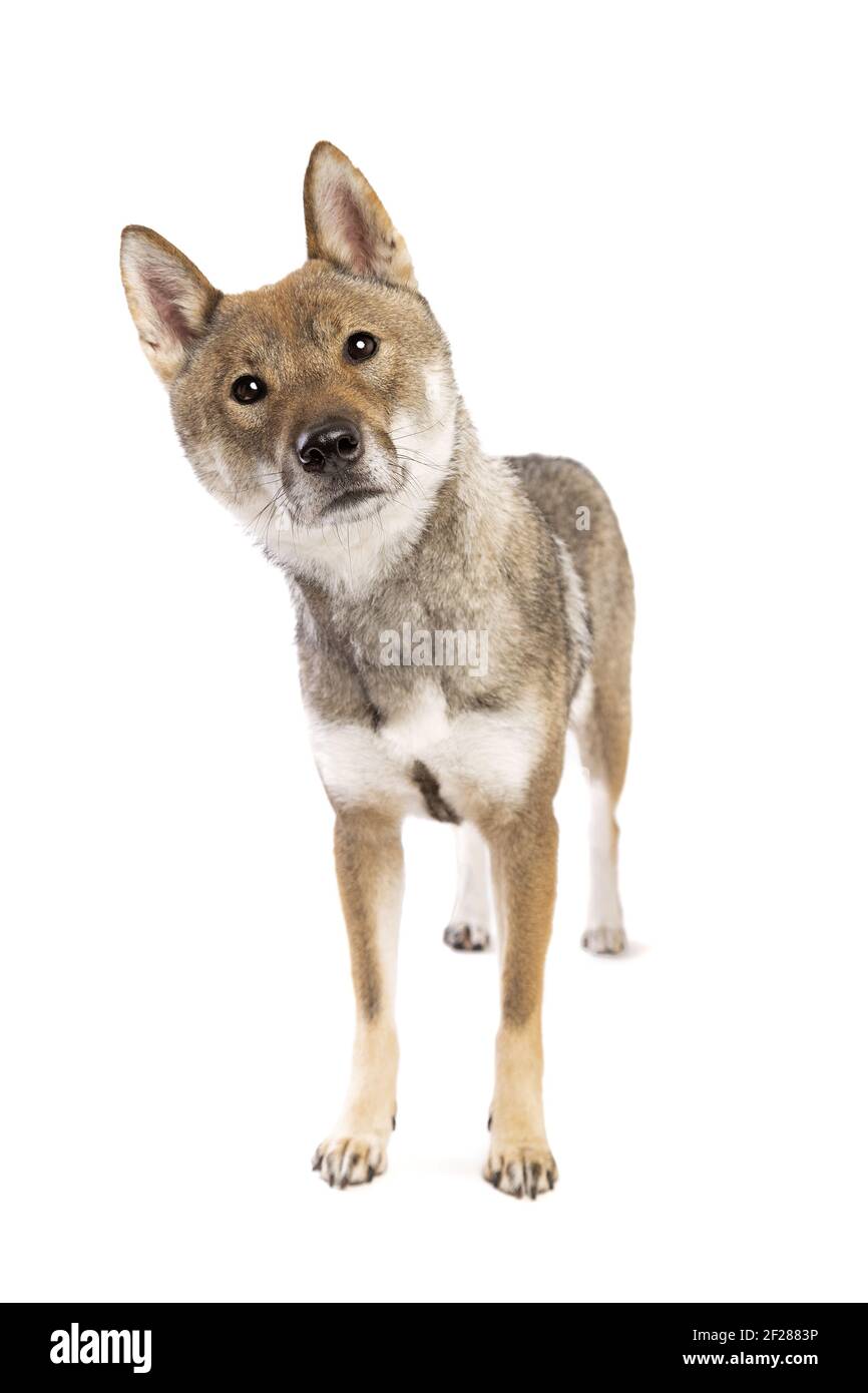 Japanischer Shikoku-Hund Stockfoto